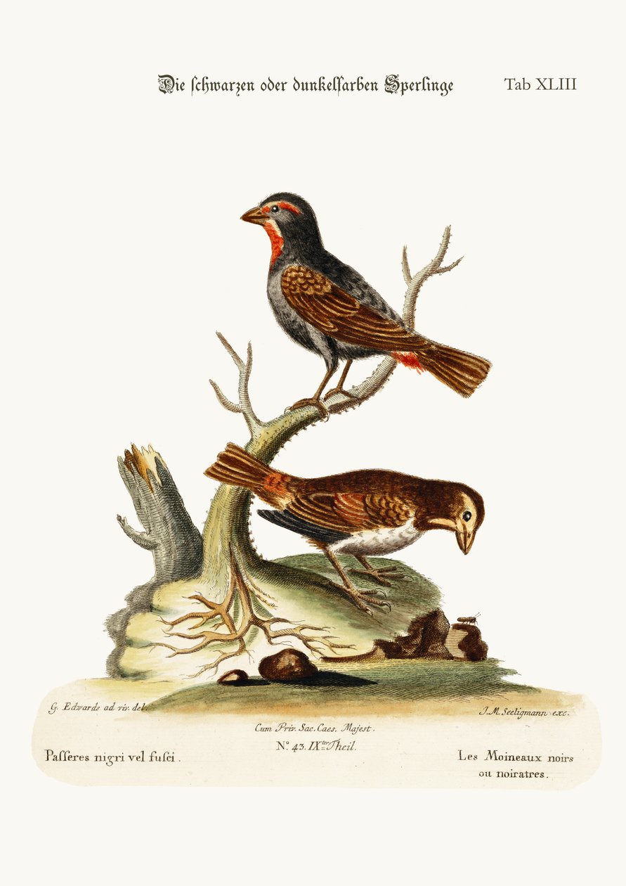 Czarne lub ciemne wróble, 1749-73 autorstwa George Edwards