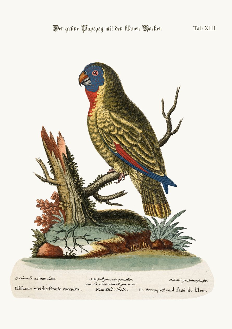 Zielona papuga o niebieskiej twarzy, 1749-73 autorstwa George Edwards
