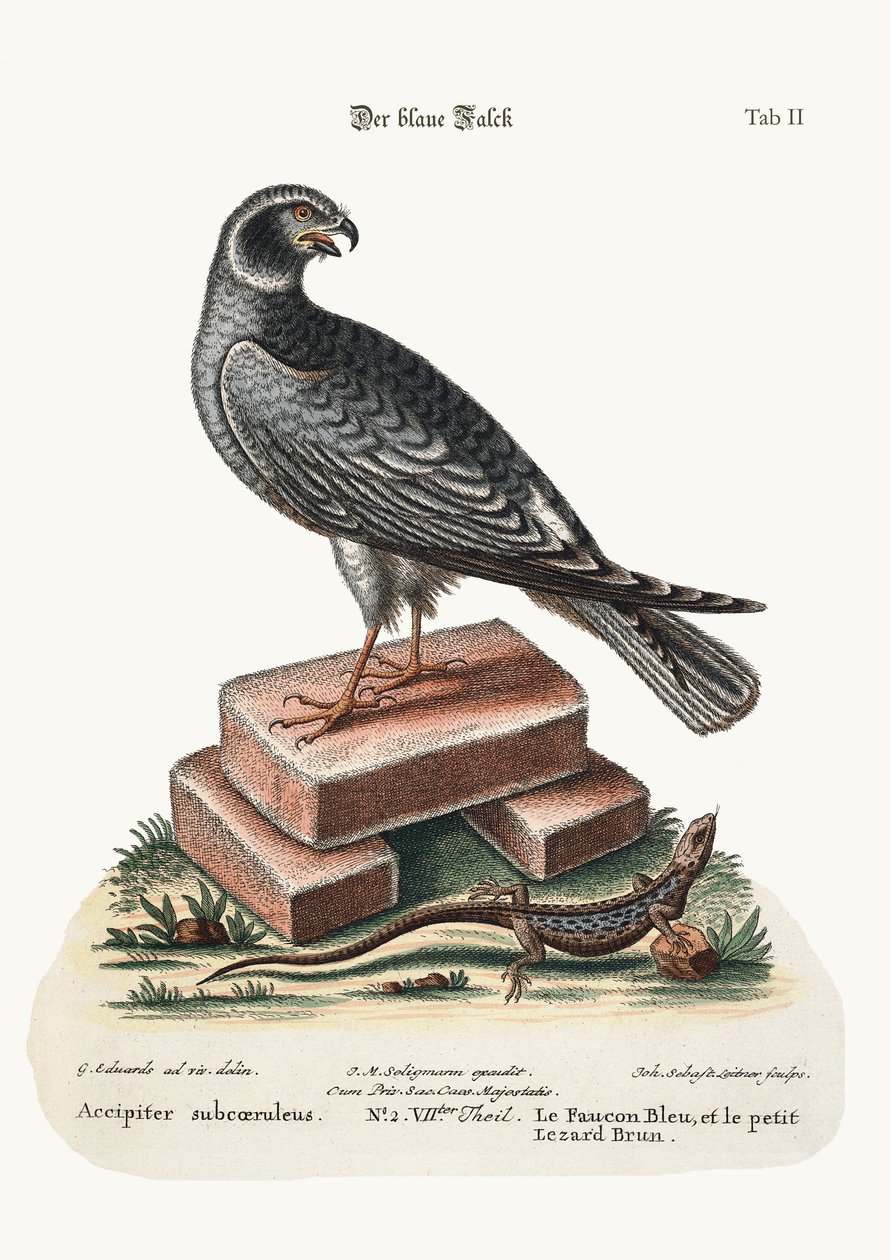 Blue Hawk i mała brunatna jaszczurka, 1749-73 autorstwa George Edwards