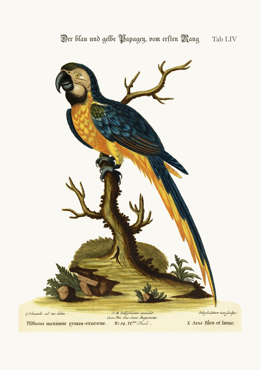 Niebiesko-żółta ara, 1749-73 autorstwa George Edwards