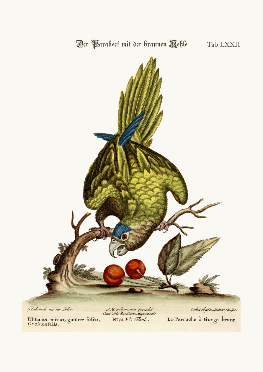 Papużka karłowata, 1749-73 autorstwa George Edwards