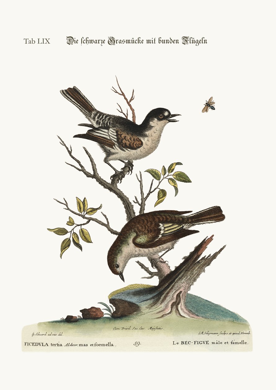 Kogut Zimno Dziwonia. Dziwonia zimna kura, 1749-73 autorstwa George Edwards