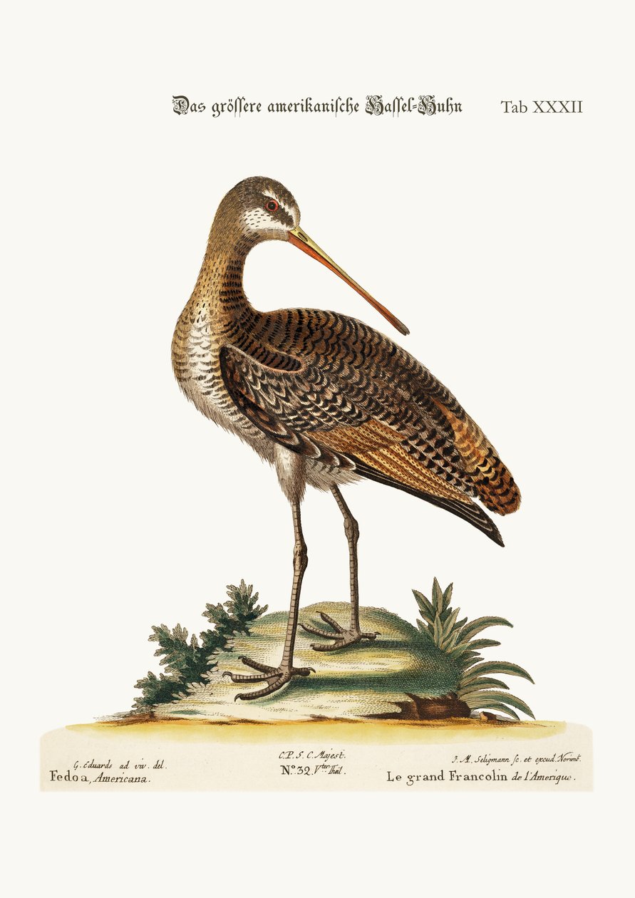 Greater American Godwit, 1749-73 autorstwa George Edwards