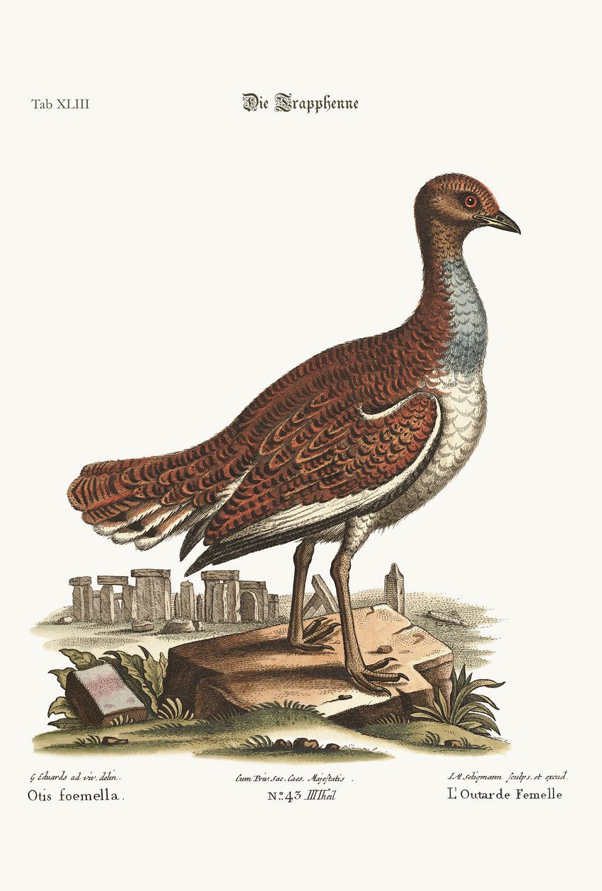 Drop z kury, 1749-73 autorstwa George Edwards