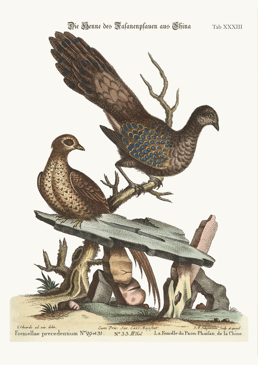 Bażant pawi kury z Chin, 1749-73 autorstwa George Edwards