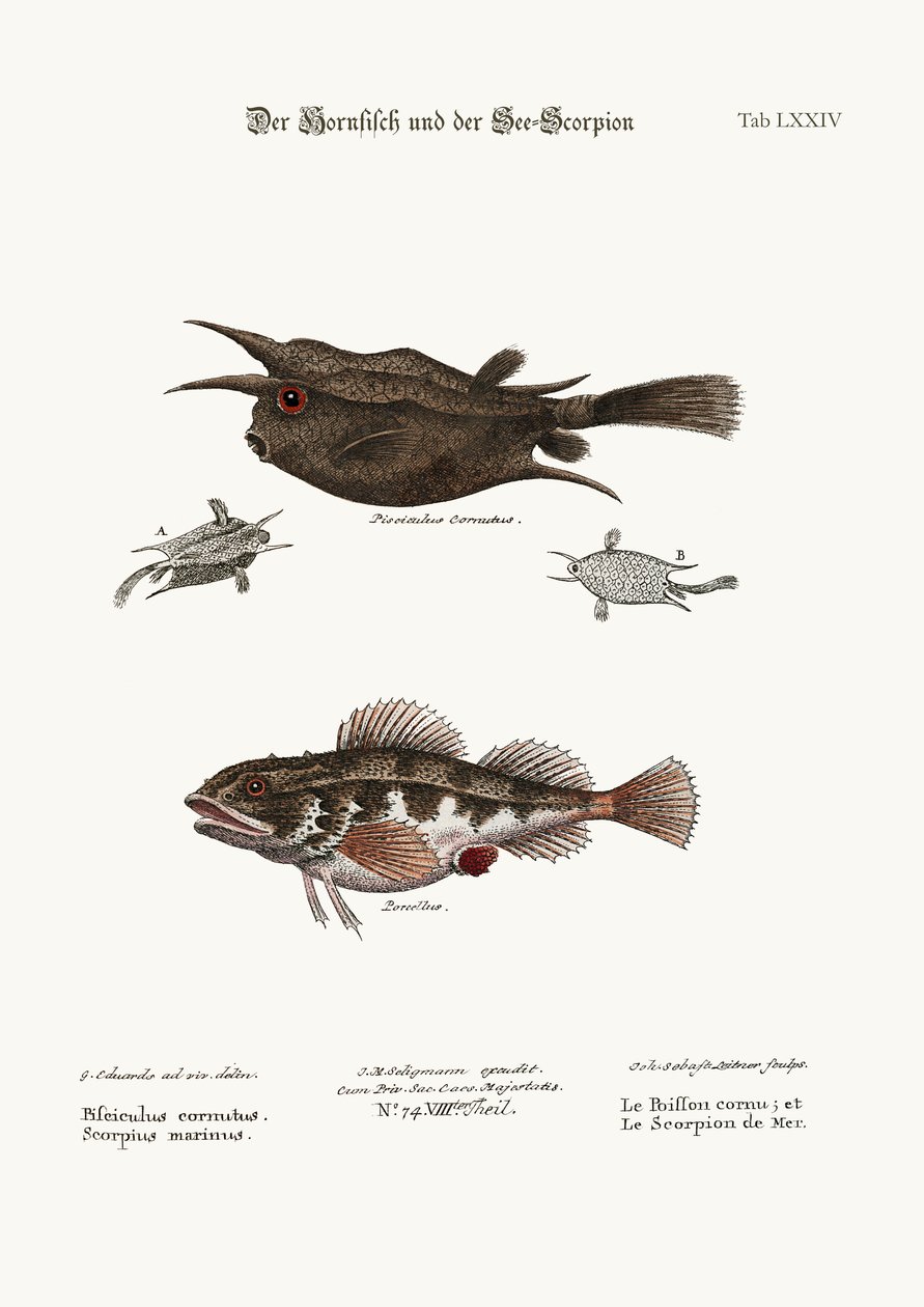 Ryba rogata i skorpion morski, 1749-73 autorstwa George Edwards