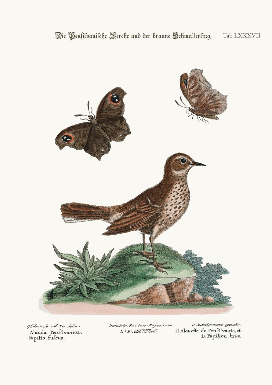 Lark z Pensylwanii i Brown Butterfly, 1749-73 autorstwa George Edwards