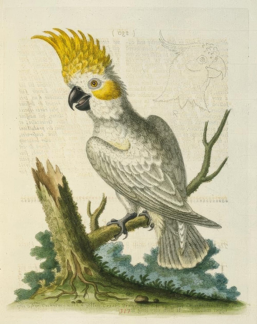 Mała biała kakadu z żółtym grzebieniem. / Le Petit Cacatua Blanc na Krecie Jaune autorstwa George Edwards