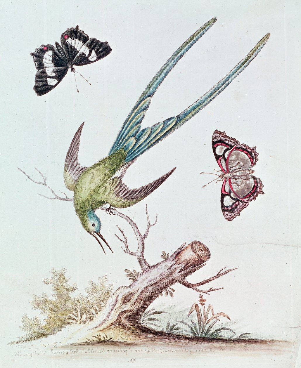 Koliber z długim ogonem, 1742 autorstwa George Edwards