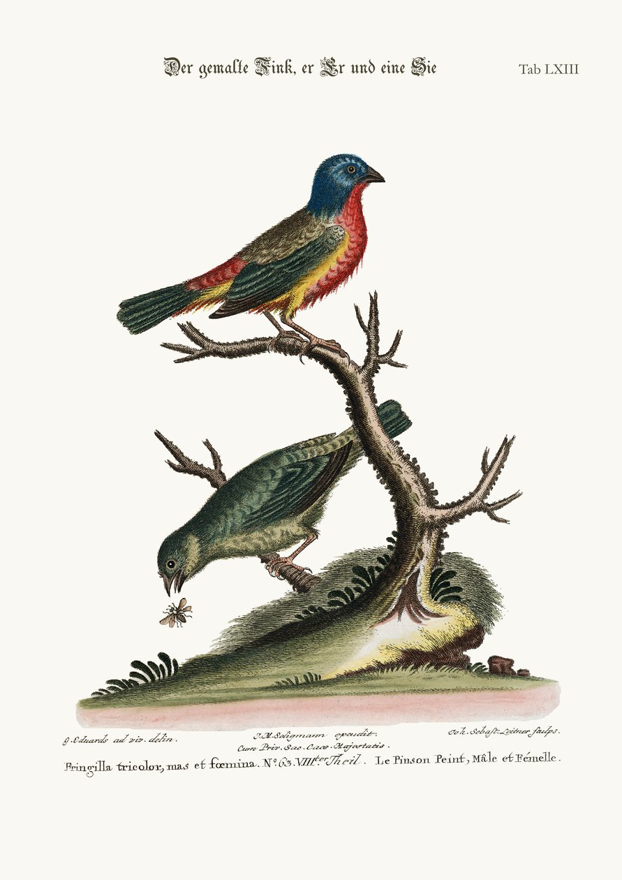 Malowany zięba, kogut i kura, 1749-73 autorstwa George Edwards