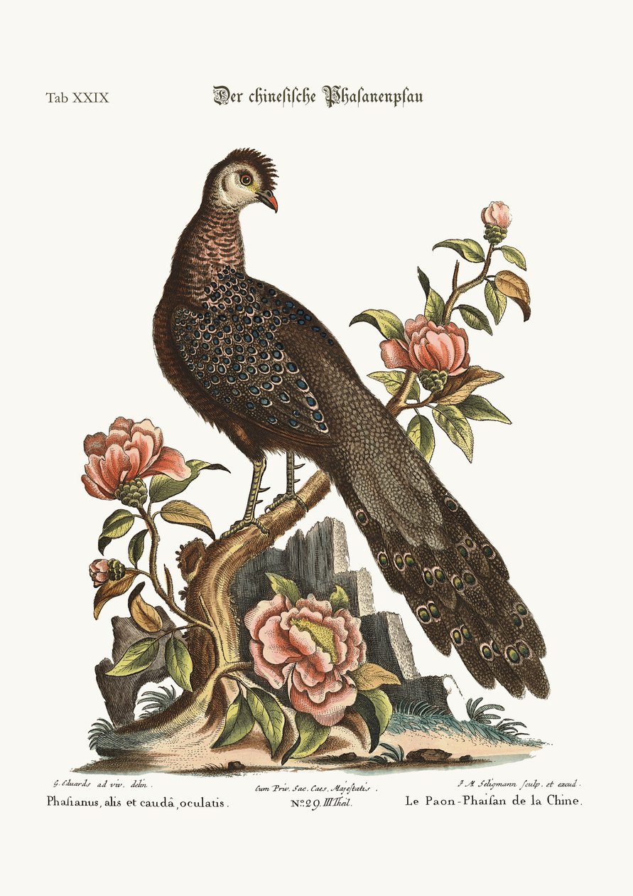 Bażant pawi z Chin, 1749-73 autorstwa George Edwards