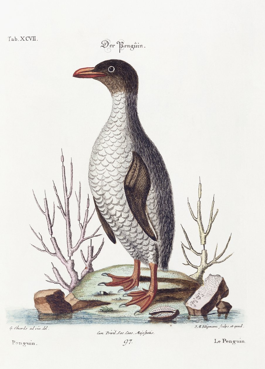 Pingwin, 1770 autorstwa George Edwards
