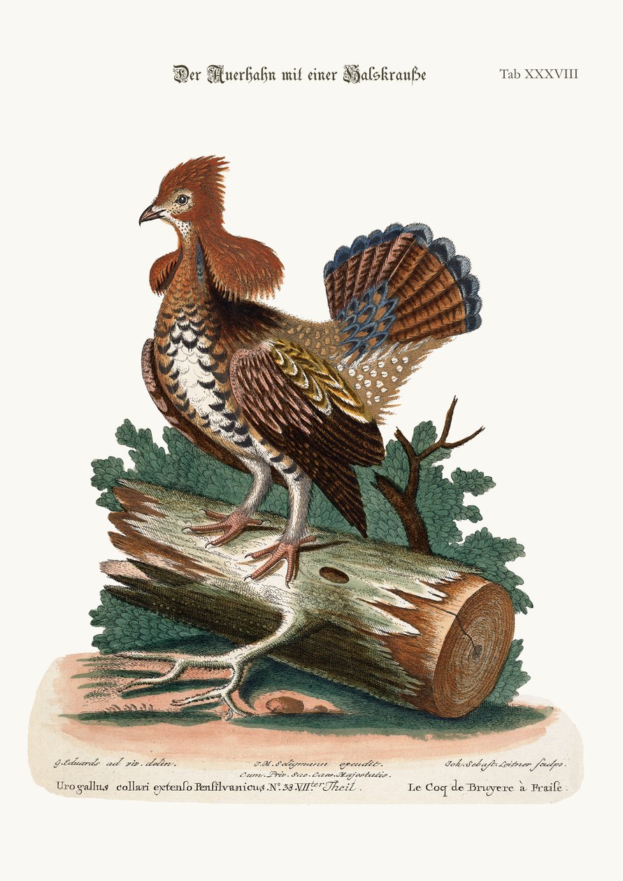 Ruffed Heath-Cock lub Grous, 1749-73 autorstwa George Edwards