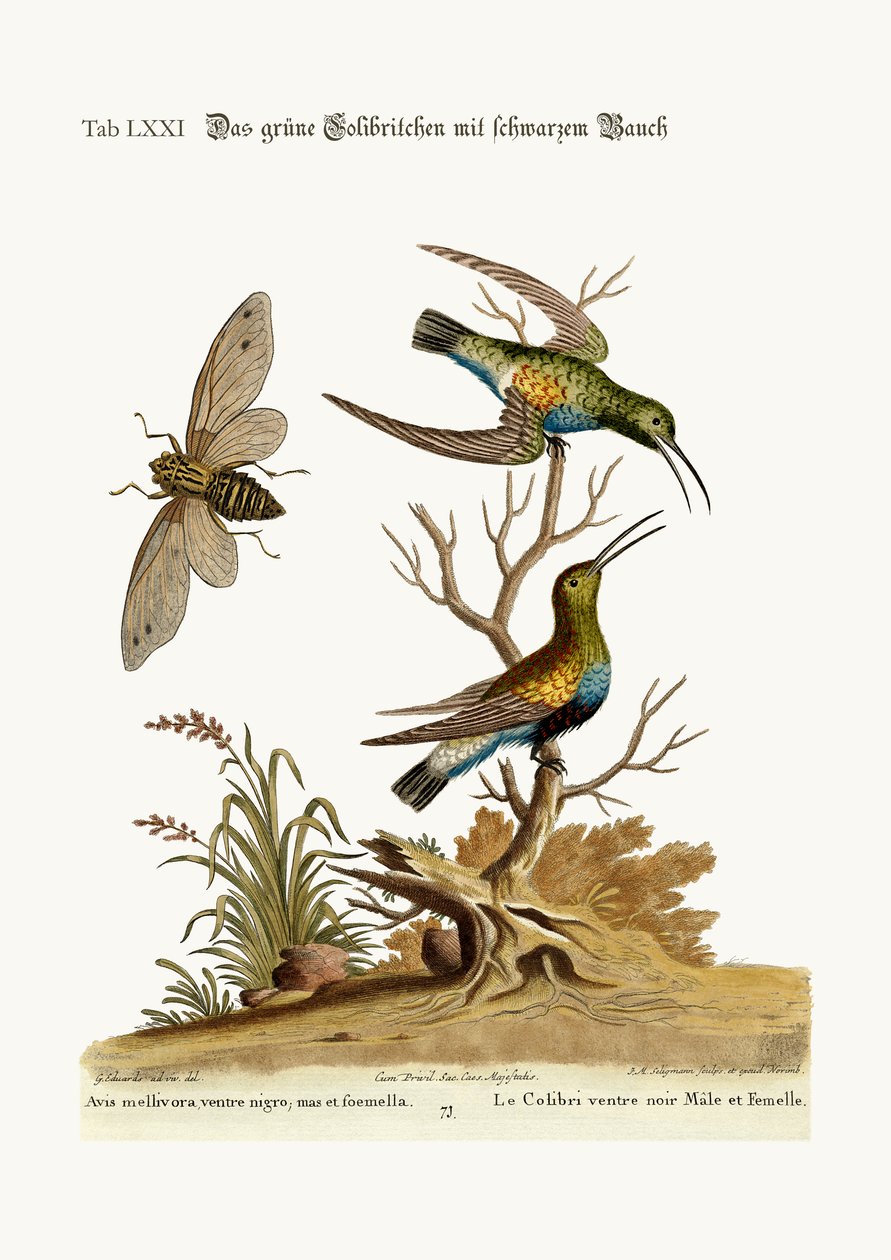 Zielony czarnobrzuchy koliber, 1749-73 autorstwa George Edwards