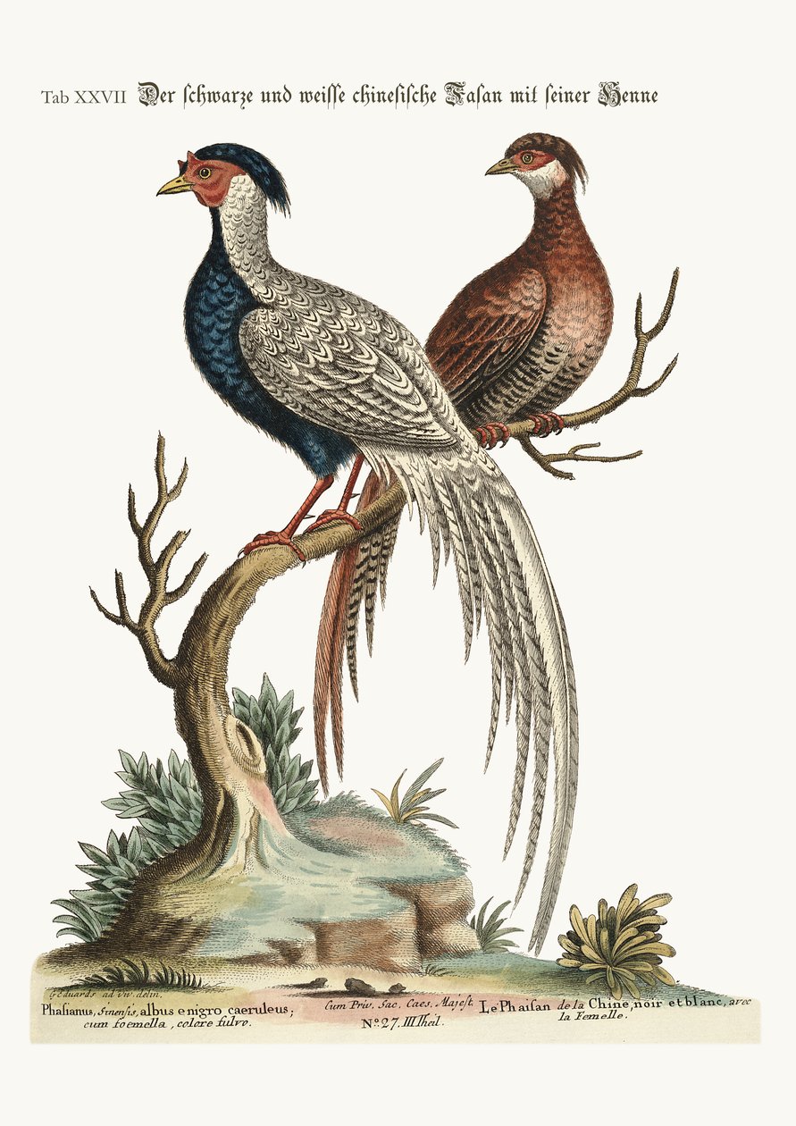Czarno-biały chiński bażant kogut i jego kura, 1749-73 autorstwa George Edwards