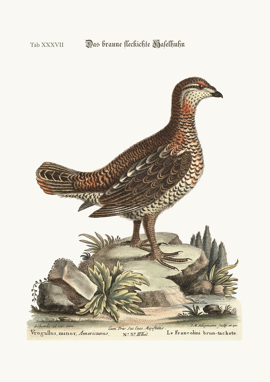 Brązowy i cętkowany Heathcock, 1749-73 autorstwa George Edwards