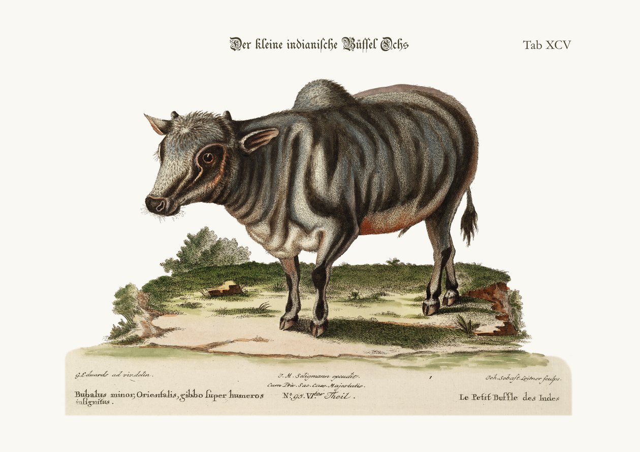 Mały indyjski bawół, 1749-73 autorstwa George Edwards