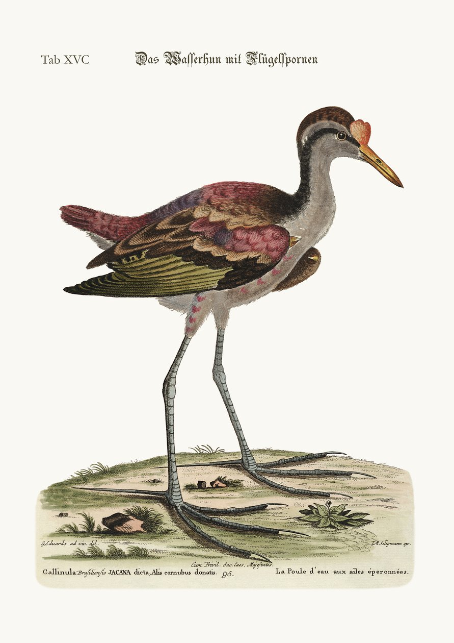 Kura wodna z ostrogami, 1749-73 autorstwa George Edwards