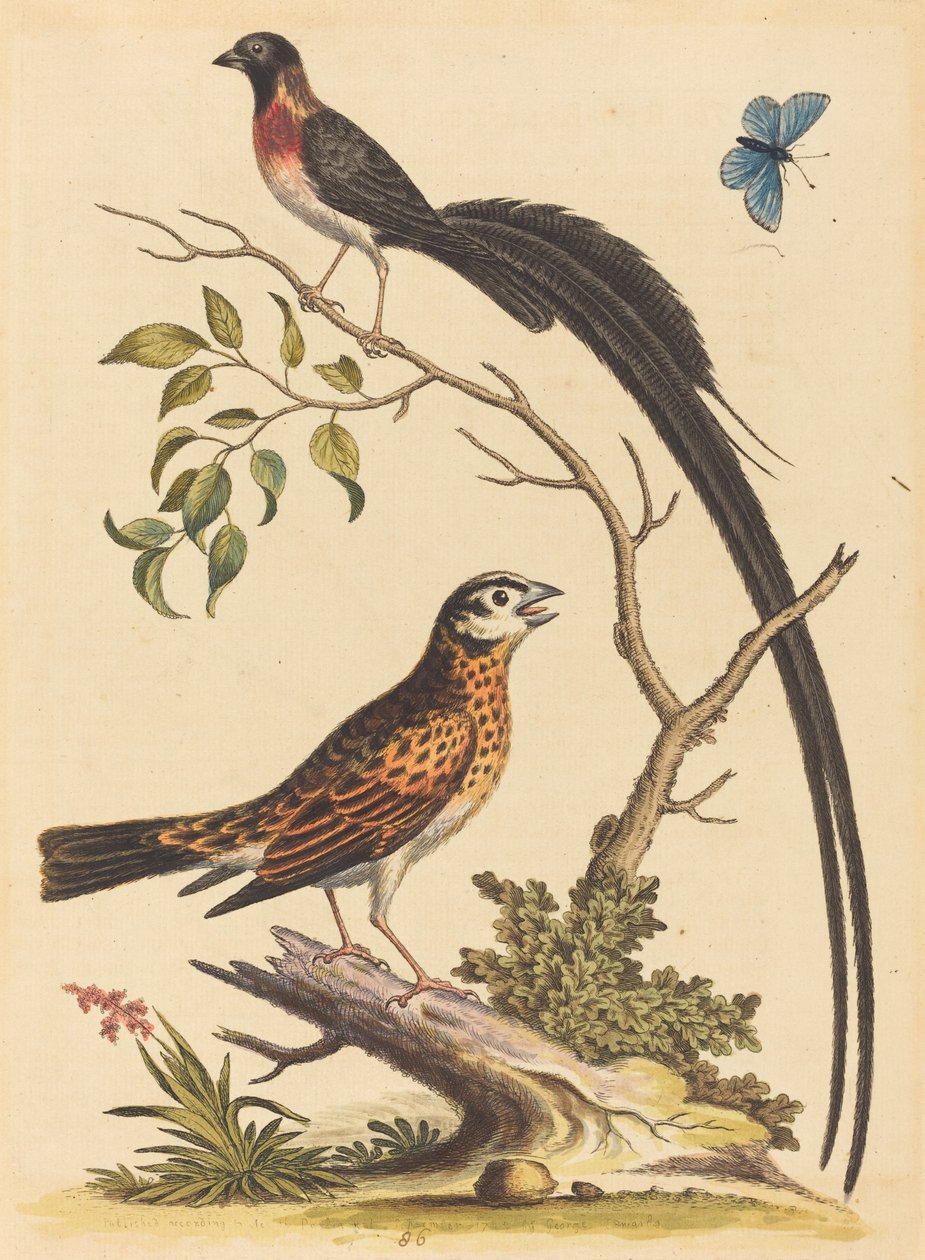 Dwa ptaki, jeden z bardzo długimi ogonami i niebieski motyl, opublikowana w 1745 r. autorstwa George Edwards