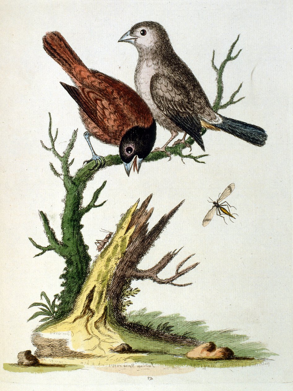  autorstwa George Edwards