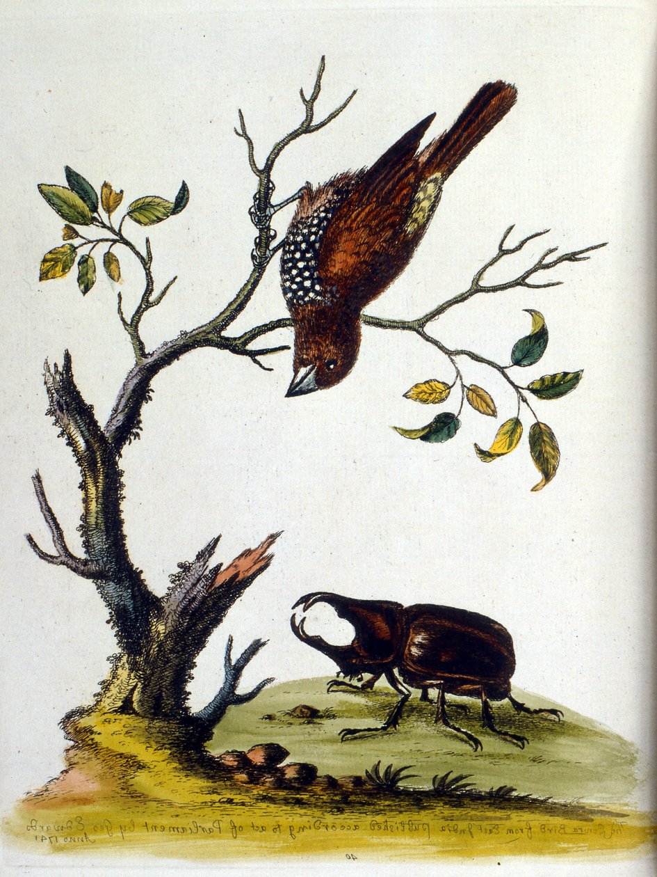 Ilustracja akwarelowa z książki o rzadkich ptakach autorstwa G. Edwardsa z 1750 roku. George Edwards (1694-1773) był brytyjskim przyrodnikiem i ornitologiem. Wiele podróżował po Europie, badając historię naturalną, a w szczególności ptaki. Zdobył pewne uzn autorstwa George Edwards