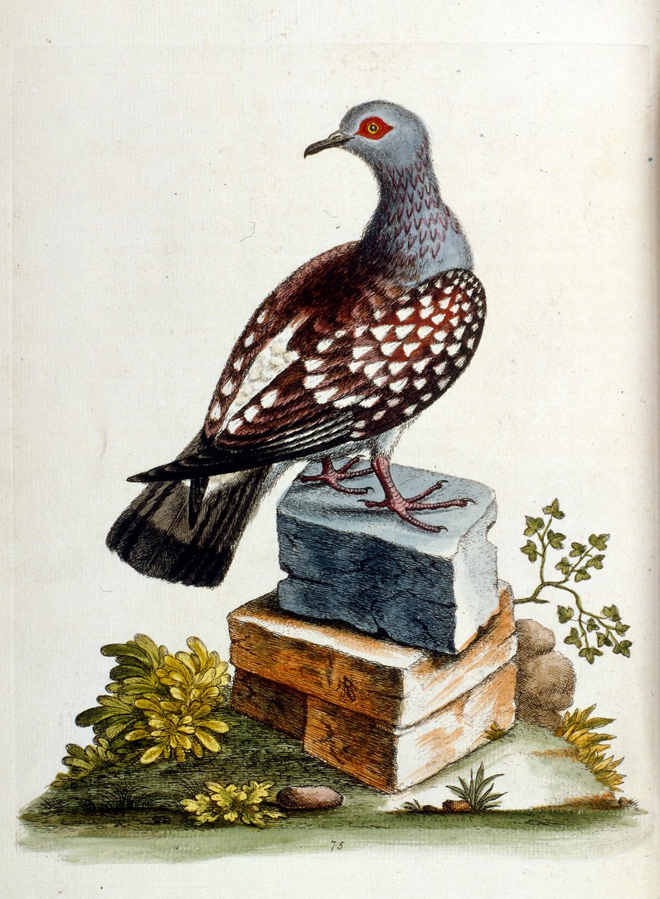 Ilustracja akwarelowa z książki o rzadkich ptakach autorstwa G. Edwardsa z 1750 roku. George Edwards (1694-1773) był brytyjskim przyrodnikiem i ornitologiem. Wiele podróżował po Europie, badając historię naturalną, a w szczególności ptaki. Zdobył pewne uzn autorstwa George Edwards