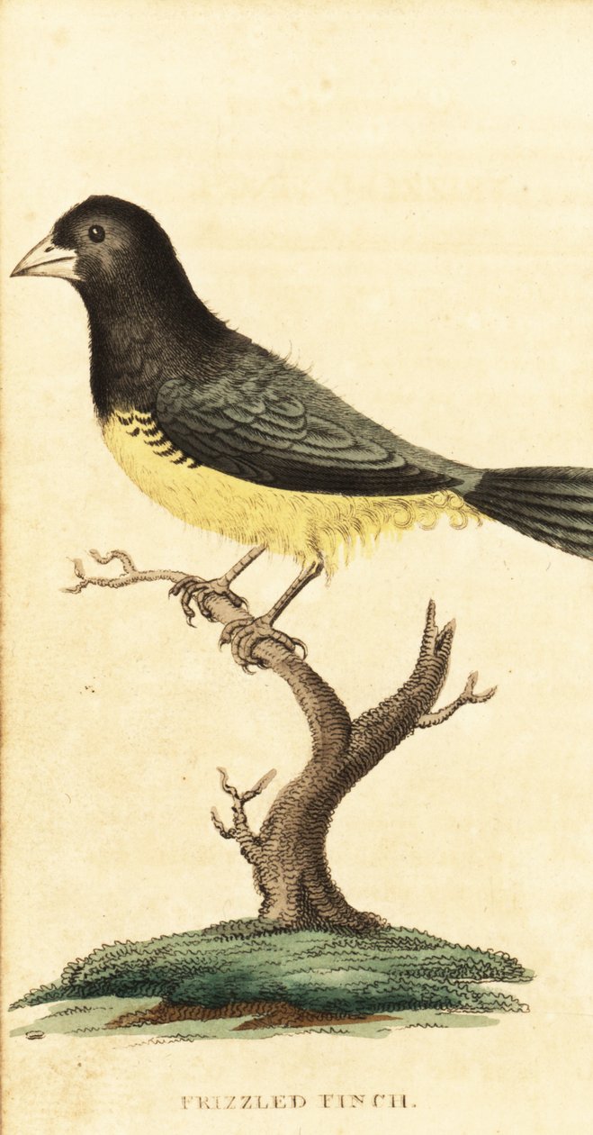Ziarnojad żółtobrzuchy , Sporophila nigricollis., 1800 (grawerowanie) autorstwa George Edwards