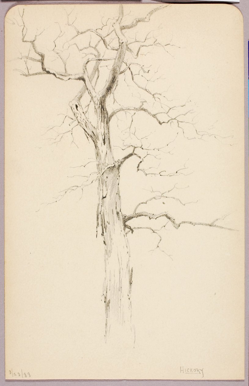 Hickory autorstwa George Elbert Burr