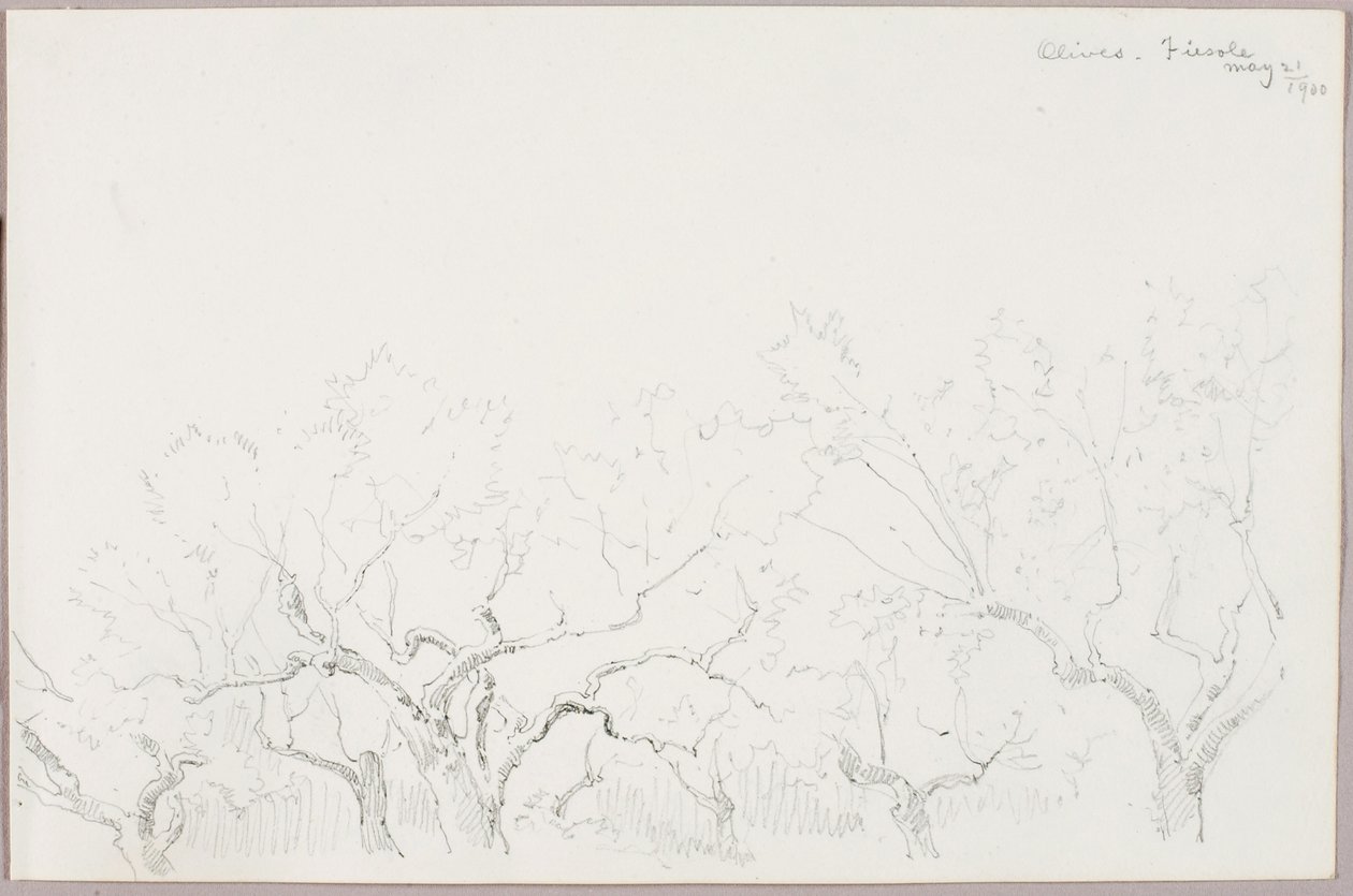 Oliwki--Fiesole autorstwa George Elbert Burr