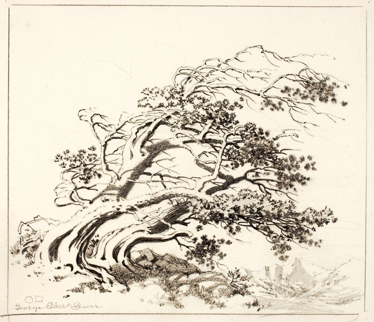 Szkic dla Pines in Wind, Estes Park autorstwa George Elbert Burr