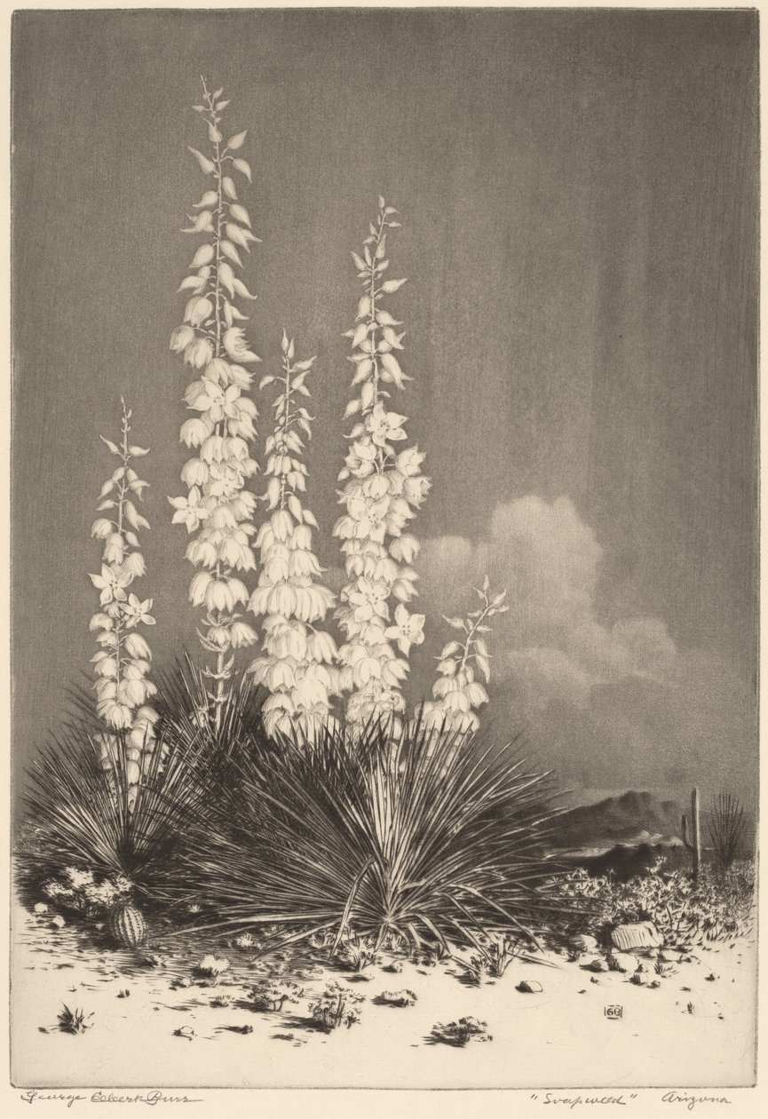 Mydlnica, Arizona (nr 2) autorstwa George Elbert Burr