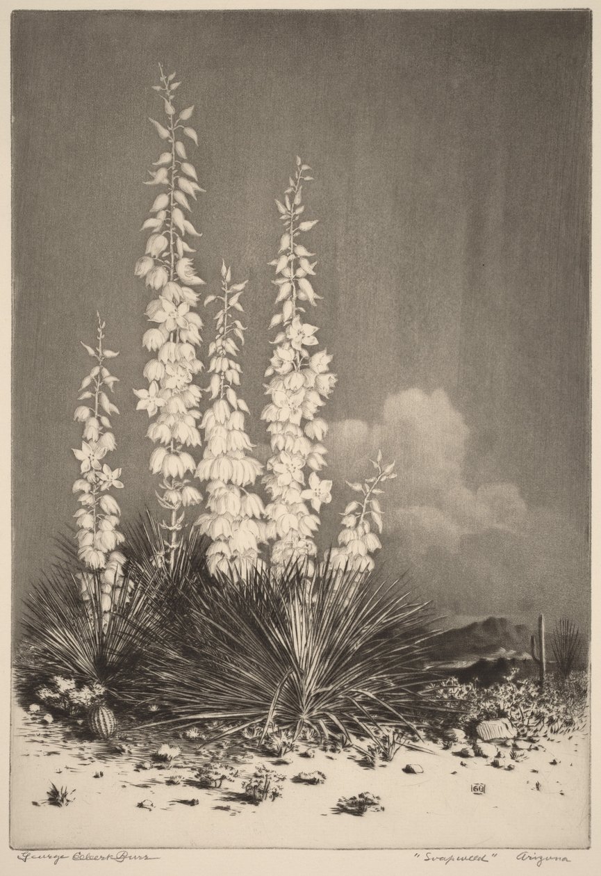 Soapweed, Arizona (nr 2) autorstwa George Elbert Burr
