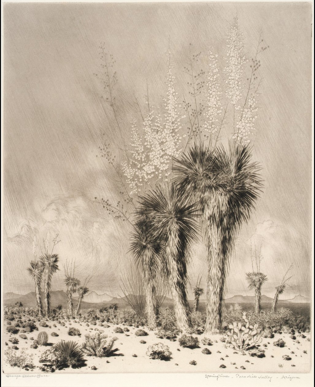 Wiosna, Paradise Valley, Arizona autorstwa George Elbert Burr