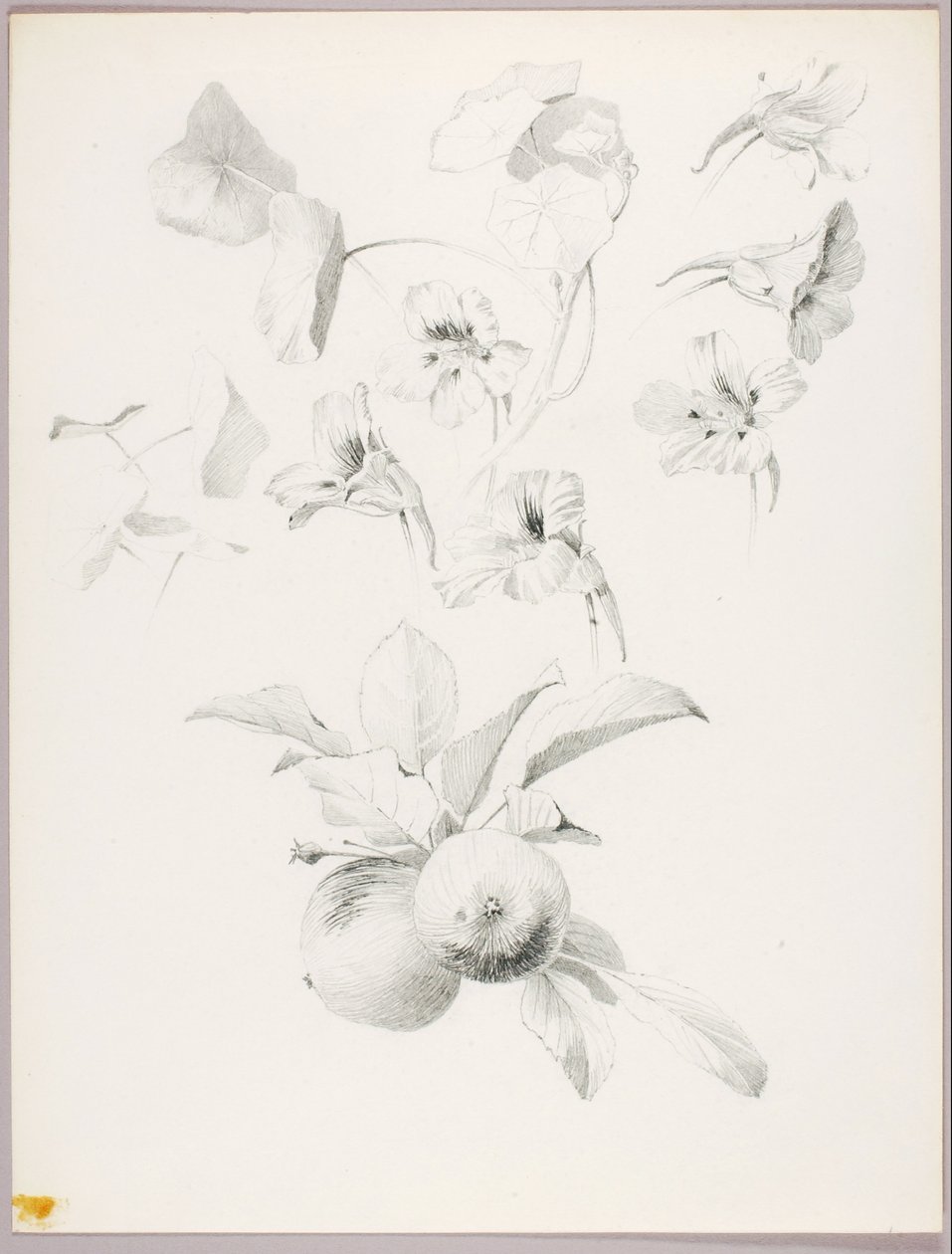 Bez tytułu (Studium botaniczne) autorstwa George Elbert Burr