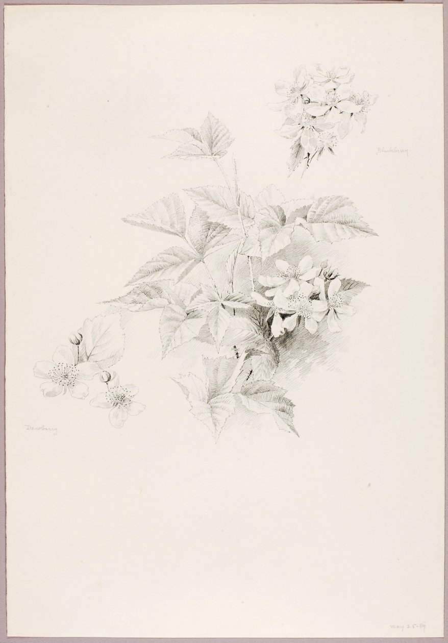 Bez tytułu (Dewberry i Blackberry) autorstwa George Elbert Burr