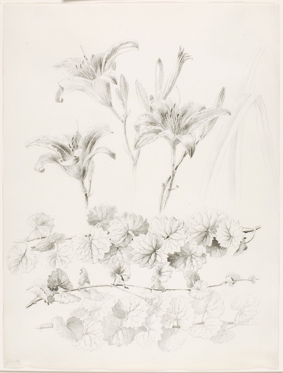 Bez tytułu (Lilie i bluszcz pospolity) (Glecoma Hederacea) autorstwa George Elbert Burr