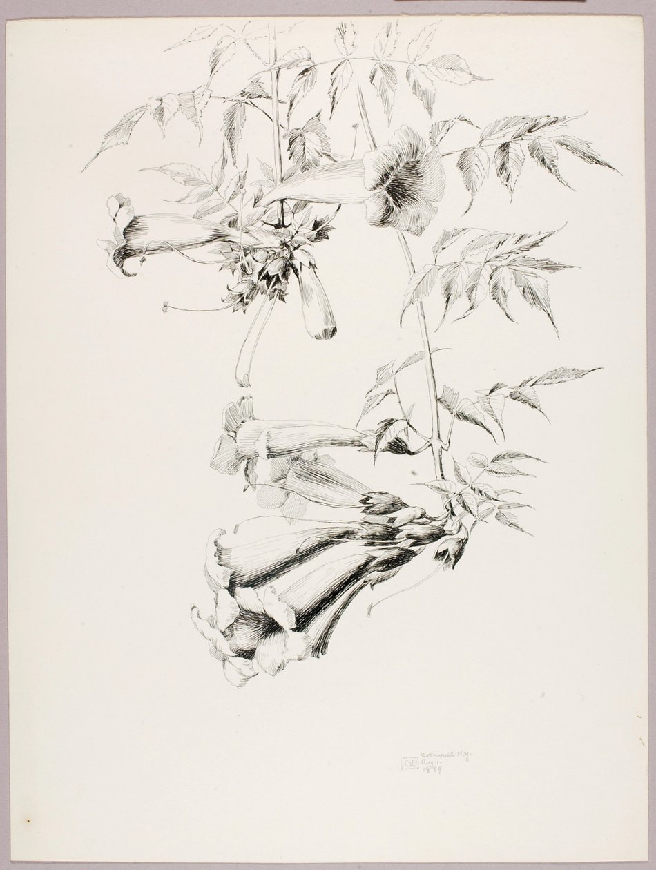 Bez tytułu (Trumpet Vine) autorstwa George Elbert Burr
