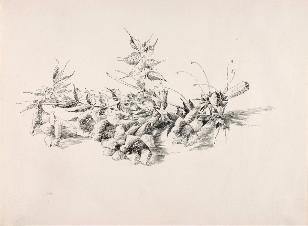 Bez tytułu (Trumpet Vine, Campsis Radicans) autorstwa George Elbert Burr