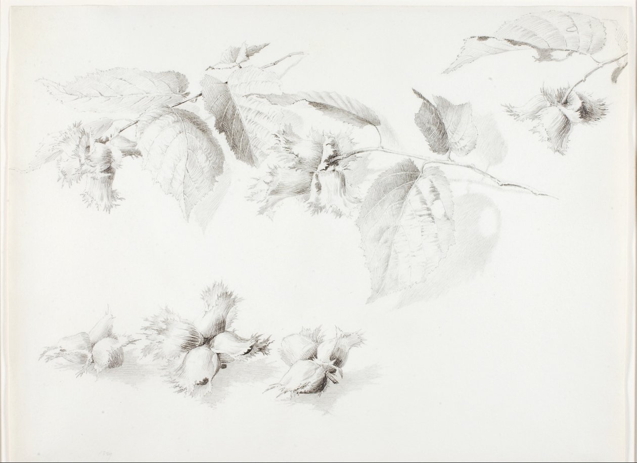 Bez tytułu (Dziki orzech laskowy, Corylus Americana) autorstwa George Elbert Burr