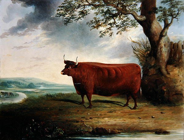 Portret brązowej krowy autorstwa George Fenn