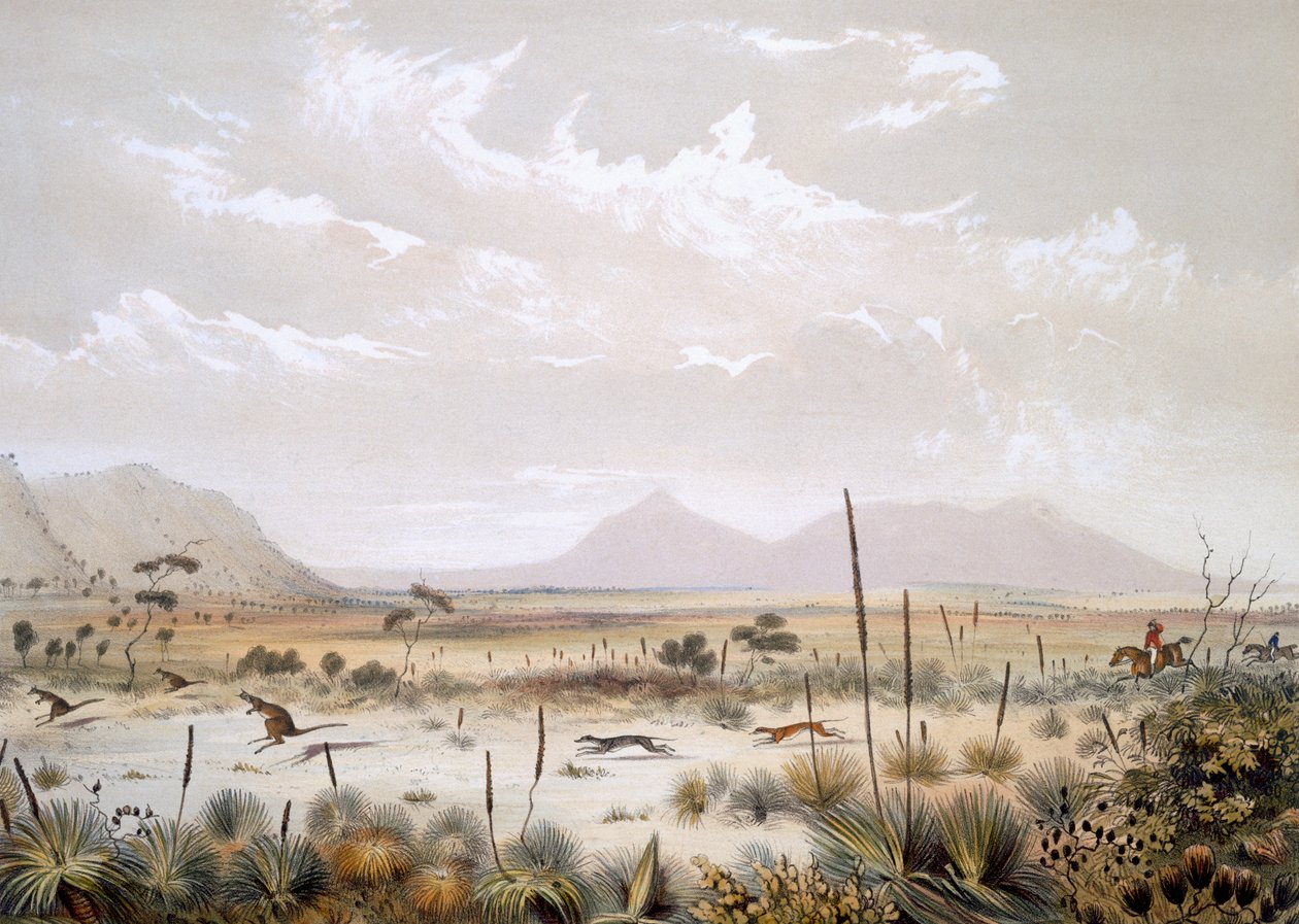 Polowanie na kangura w pobliżu Port Lincoln, z „South Australia Illustrated”, opublikowane w 1847 r. (ręcznie kolorowane grawerowanie) autorstwa George French Angas