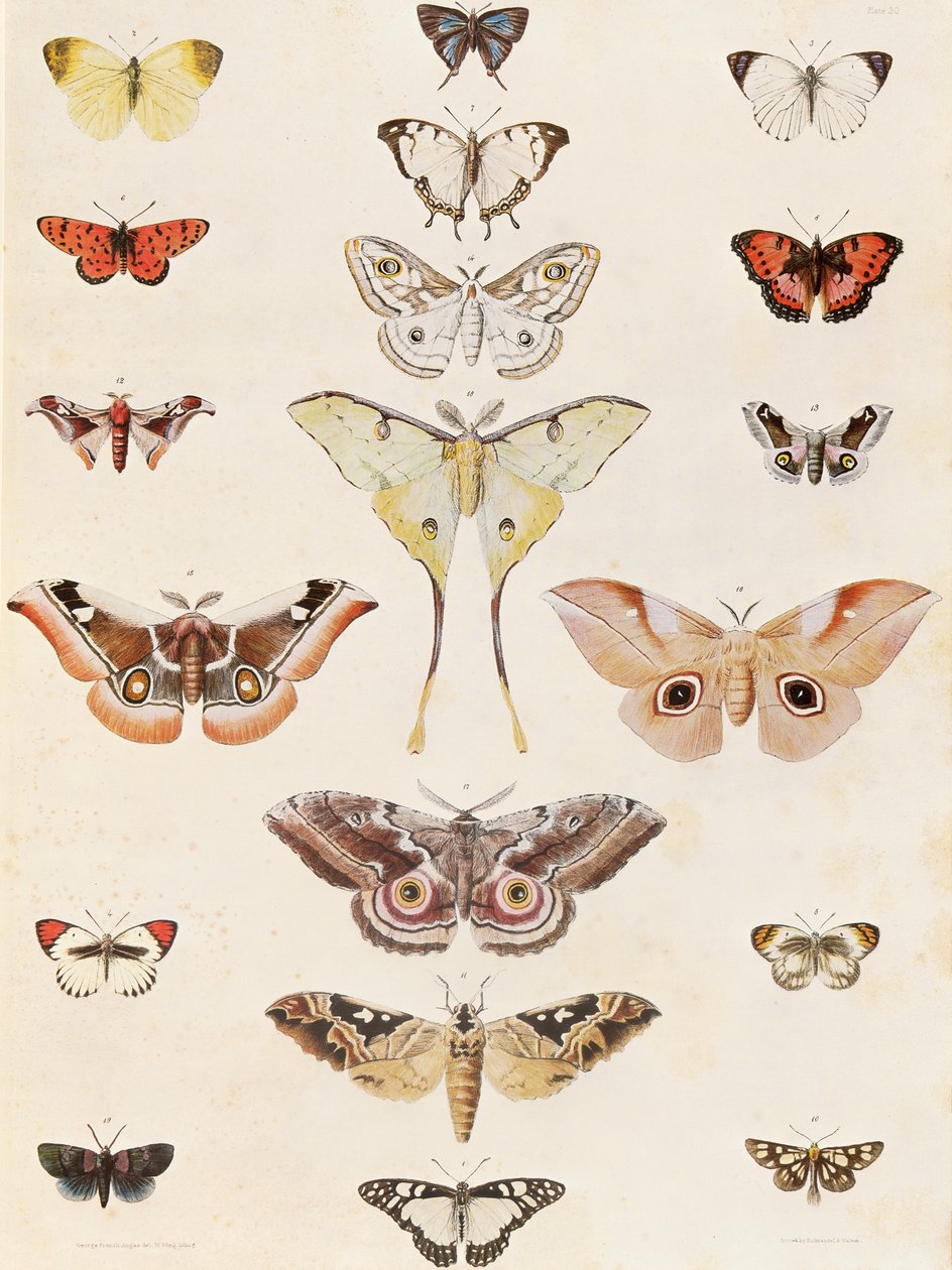 Lepidoptera z Natalu i kraju Zulu autorstwa George French Angas