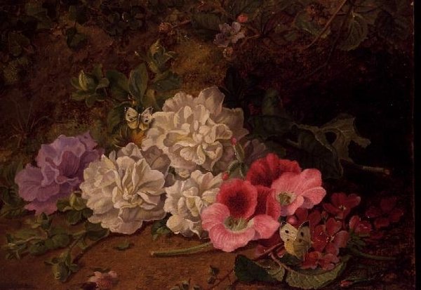AB/52 Martwa natura z motylami autorstwa George Goodman