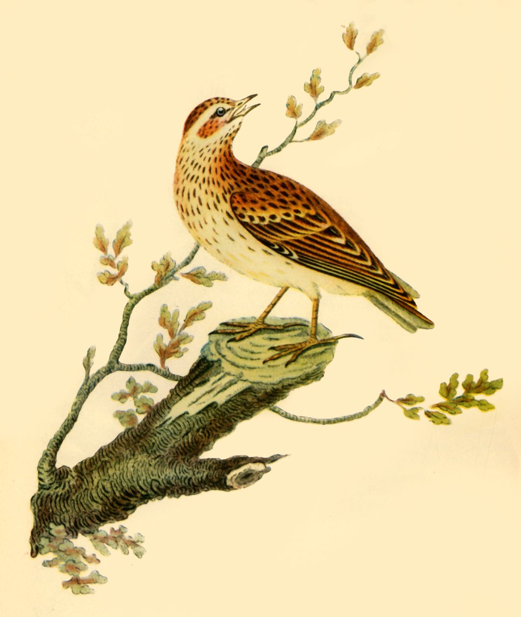 „Drzewnik”, 1821, 1942. autorstwa George Graves
