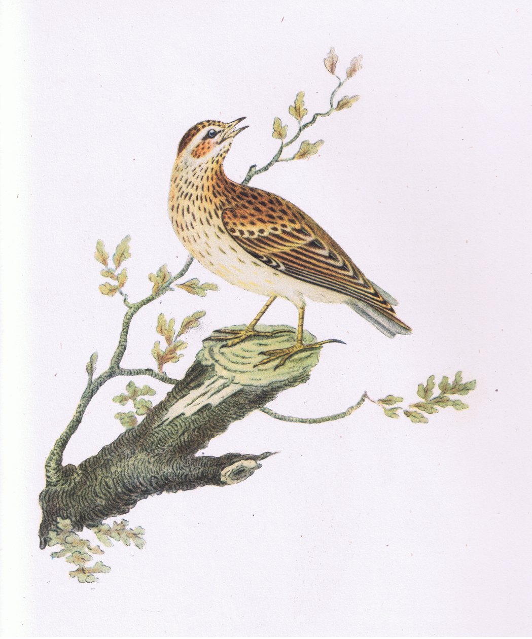 Woodlark, Nature in Britain wydane przez Collins autorstwa George Graves