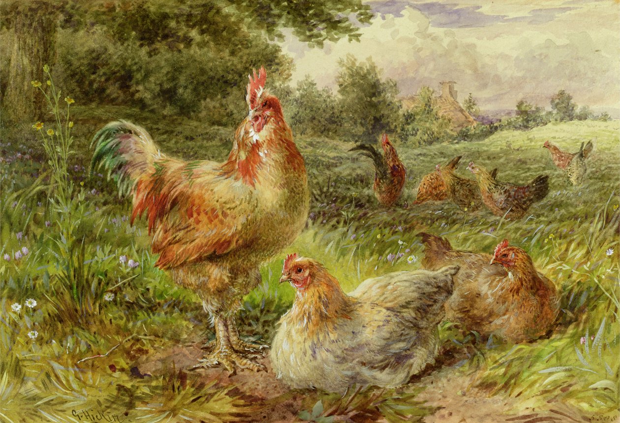 Cochin chińskie ptactwo autorstwa George Hickin