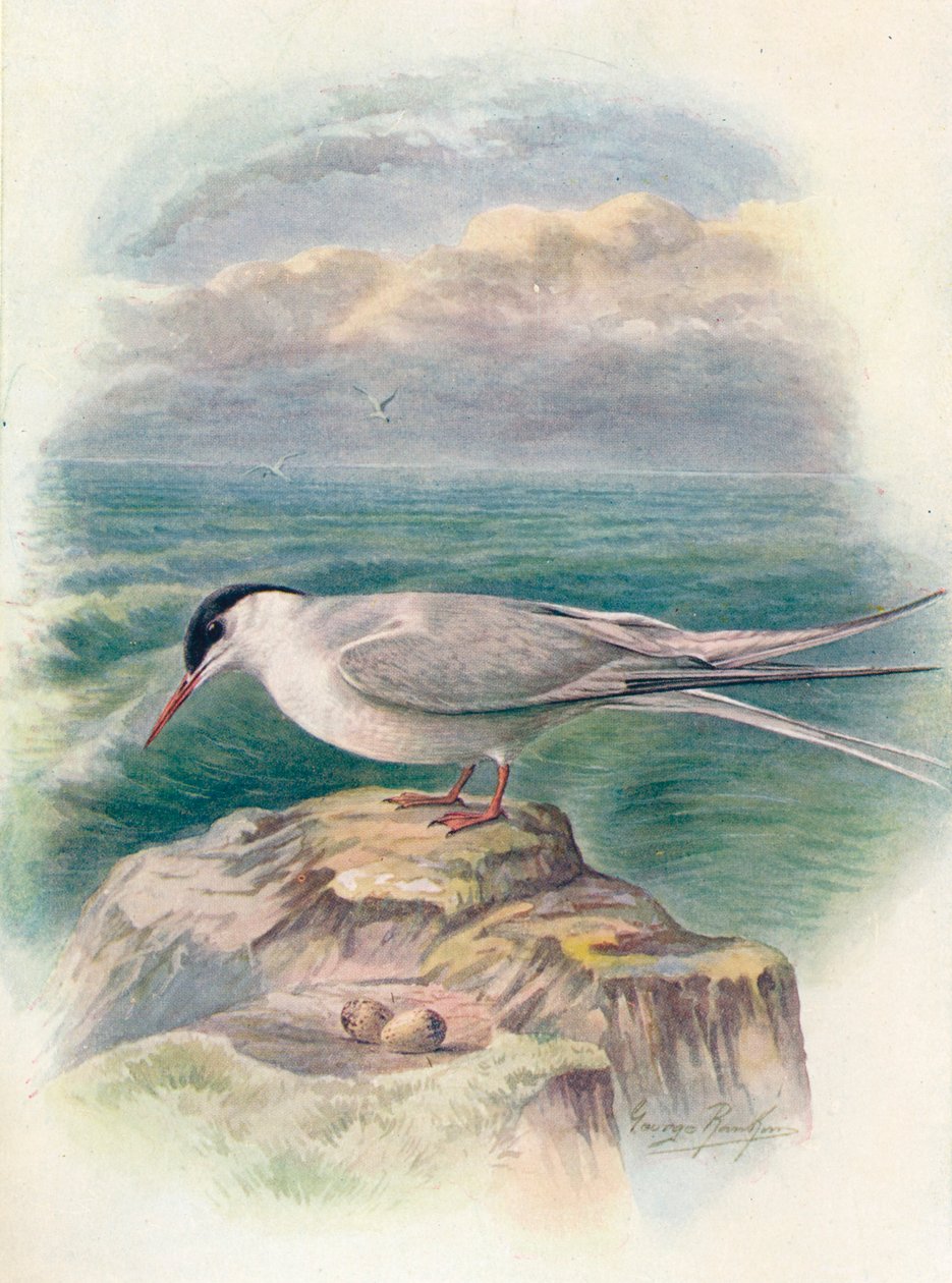 Rybitwa popielata - Sterna macrura, c1910, 1910 autorstwa George James Rankin