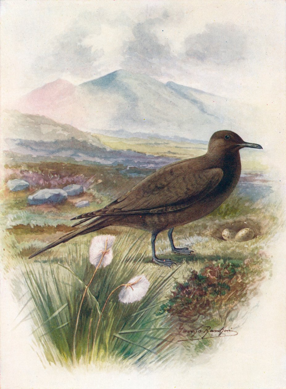 Arctic lub Richardsons Wydrzyk - Stercorarius crepidalus, c1910, 1910 autorstwa George James Rankin