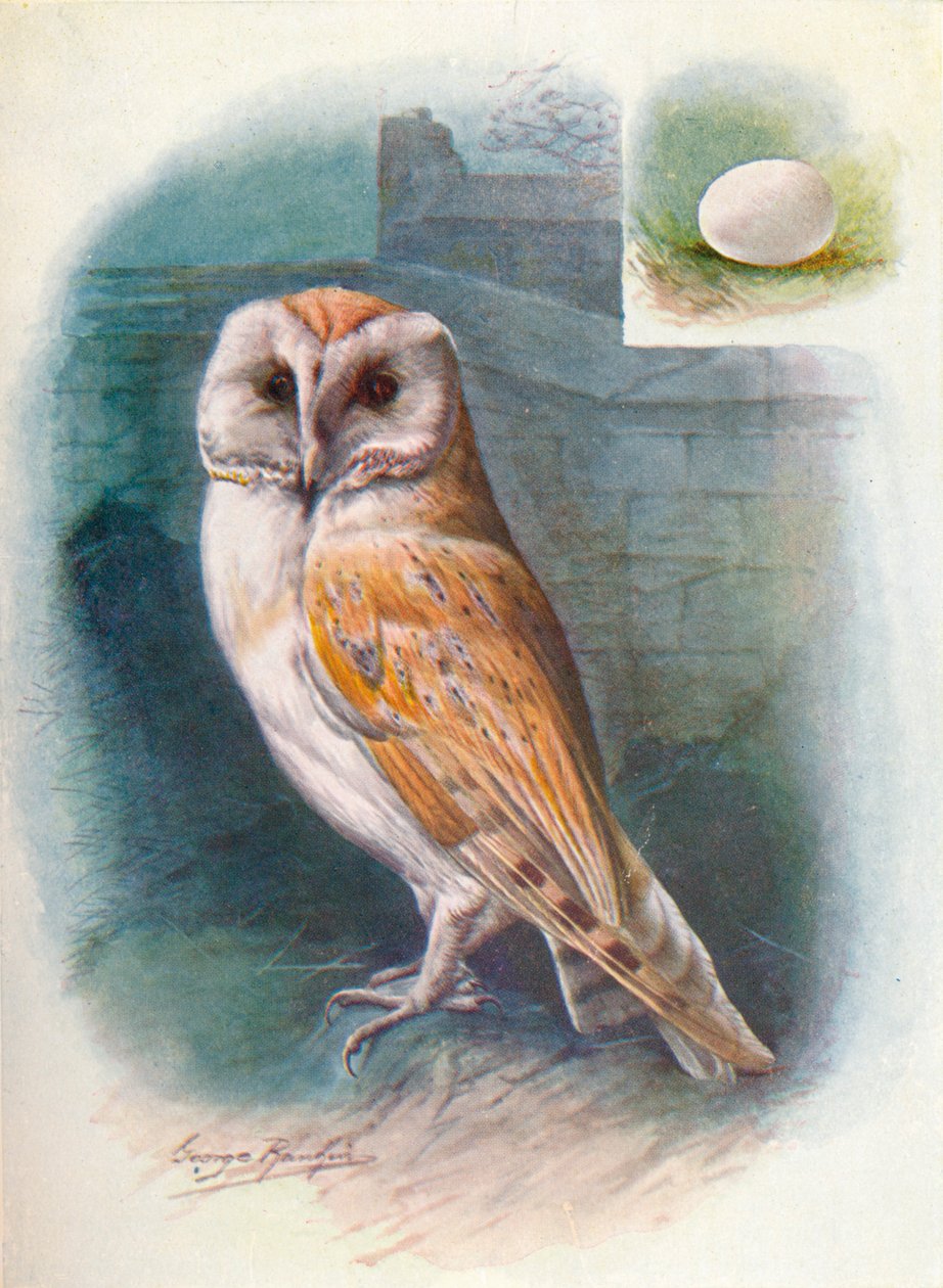 Płomykówka - Strix flammea, c1910, 1910 autorstwa George James Rankin