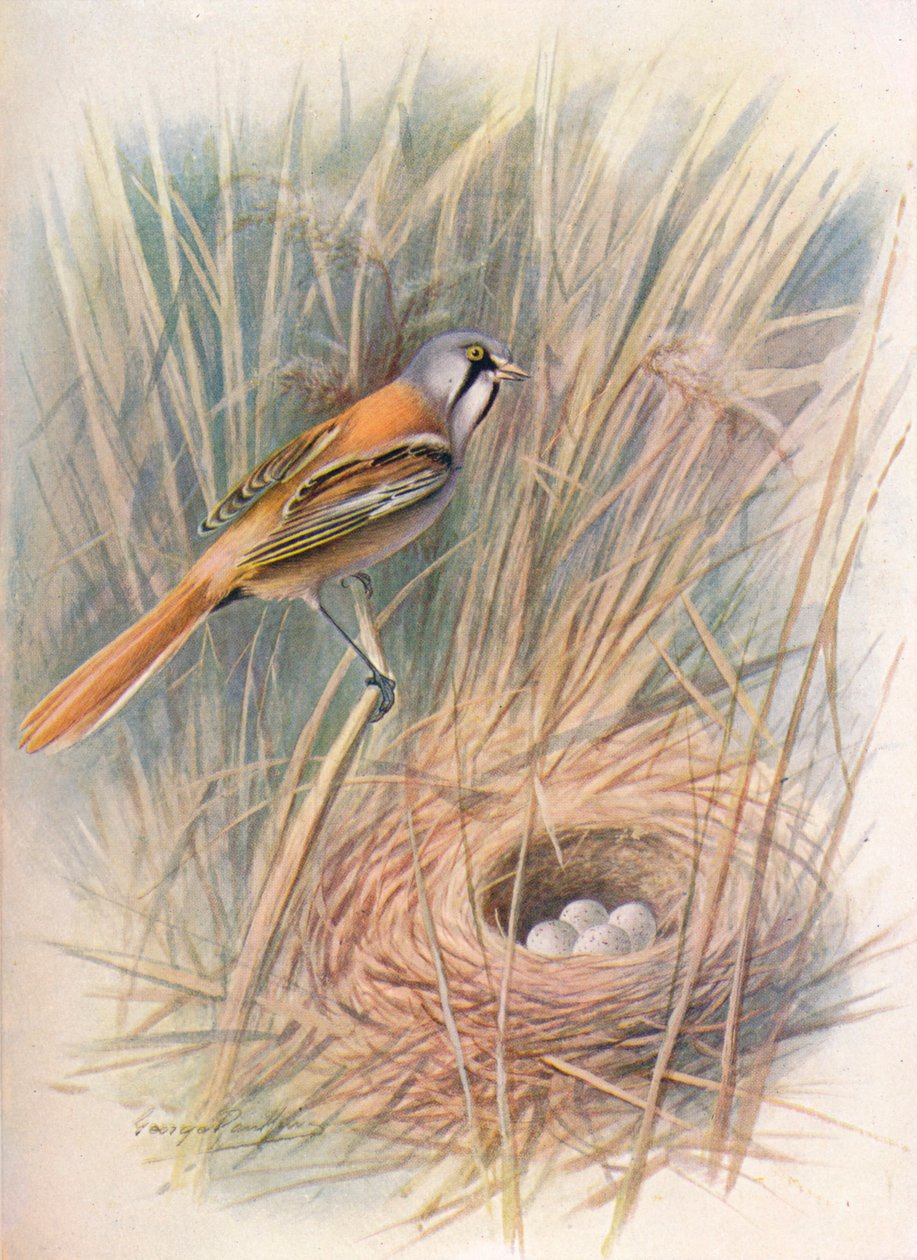 Sikora brodaty lub Reedling - Panurus biarmicus, c1910, 1910 autorstwa George James Rankin